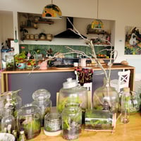 Image 1 of Terrarium Making Workshop