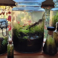 Image 2 of Terrarium Making Workshop