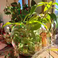 Image 3 of Terrarium Making Workshop