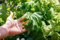 Image 3 of Kkaennip kimchi limited edition 06/2025