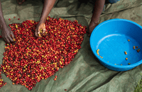 Image 4 of NEW! 🫐 UGANDA 🫐