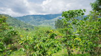 Image 5 of NEW! 🫐 UGANDA 🫐
