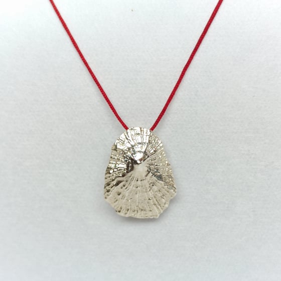 Beeld van Silver shell Peniche