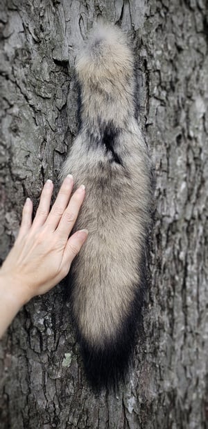 Image of Wolf Tail