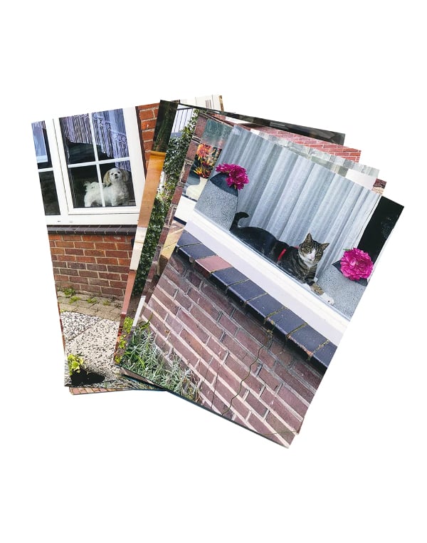 Image of 'Cats and Dogs in the Window' -  postcardset