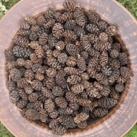 Image 1 of Alder Cones