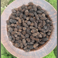 Image 2 of Alder Cones