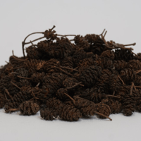 Image 3 of Alder Cones