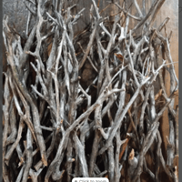 Image 1 of Isopod crafts