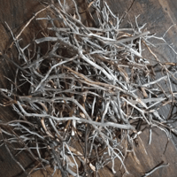 Image 2 of Isopod crafts