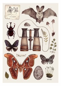 The Naturalist A4 Print 