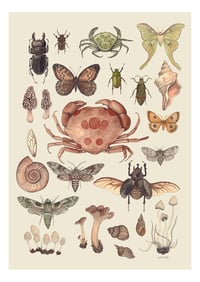 Natural History Specimens A4 Print