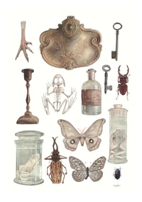  Curiosities Cabinet 