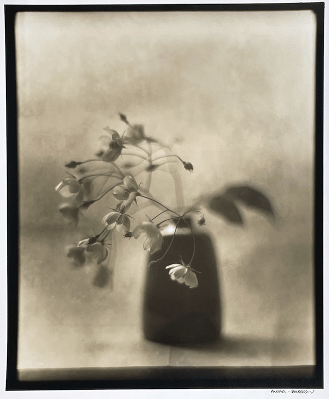 Filipes Kiftgate Rose in a Lucy Rutter vase.