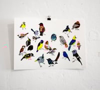 Image 1 of BIRDS