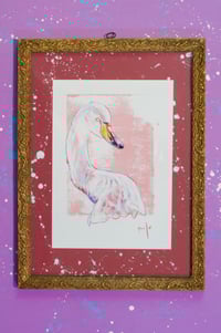 Image 1 of Cygne chanteur print encadré- Whooper swan framed print