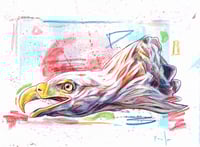 Image 2 of Aigle à queue blanche print encadré- White tailed eagle framed print