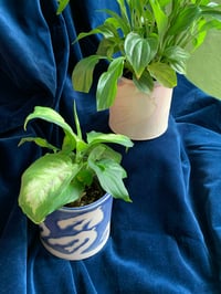 Image 5 of Homey (containers sold individually)