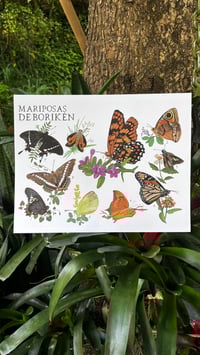 Image 5 of Póster “MARIPOSAS DE BORIKÉN” / “BUTTERFLIES OF BORIKÉN”