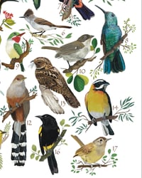 Image 3 of Póster “AVES DE BORIKÉN” / “Birds of Borikén”