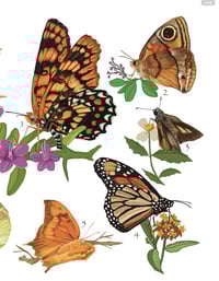 Image 4 of Póster “MARIPOSAS DE BORIKÉN” / “BUTTERFLIES OF BORIKÉN”