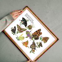 Image 2 of PÓSTER COMBO “AVES DE BORIKÉN” y “MARIPOSAS DE BORIKÉN”