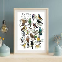 Image 4 of PÓSTER COMBO “AVES DE BORIKÉN” y “MARIPOSAS DE BORIKÉN”