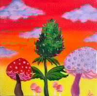 'Sativa Sunset'