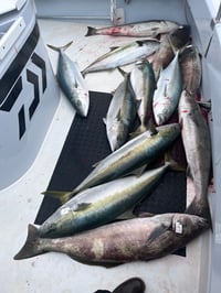 Image 3 of Ghost Sportfishing Charter Full Day December 20th