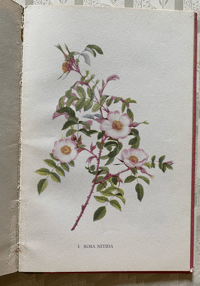 Image 2 of A Book of Roses a vintage King Penguin book