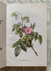 Image 3 of A Book of Roses a vintage King Penguin book