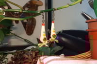 Image 3 of Cream long hat clowns