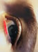 Image of (Inge Grognard) (Eyes)