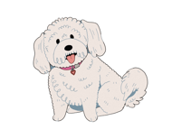 Image 2 of Bichon Frisé