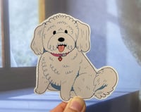 Image 1 of Bichon Frisé