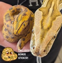 Image 5 of Little Prometheus Latex Snake