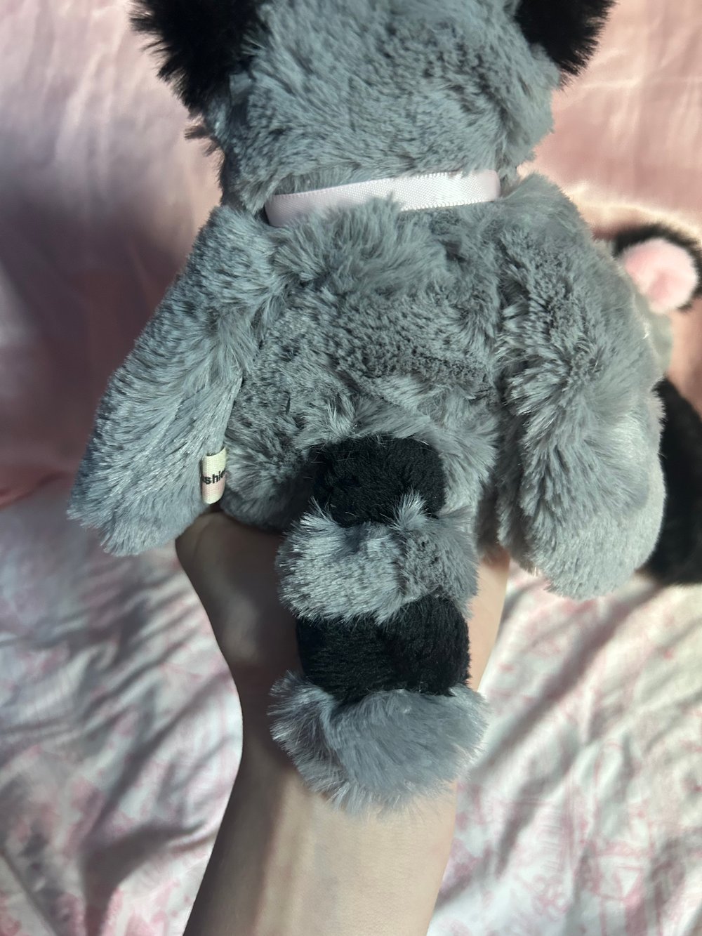Image of reggie the racoon 🦝
