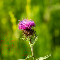 Scotland's Bonnet 