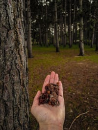 Image 2 of Red Pine Pitch Skincare Salve