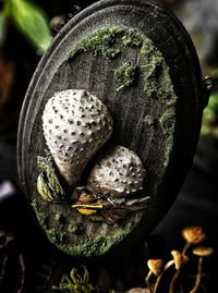 Image 2 of Puffball Mushroom