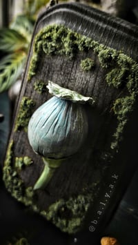 Image 2 of Poppy Seed