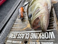 Image 4 of Silly Sally (Rough Skinned Newt)