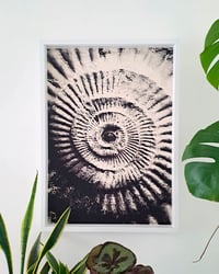 Image 1 of Perisphinctes Wartae