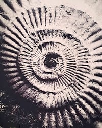 Image 3 of Perisphinctes Wartae