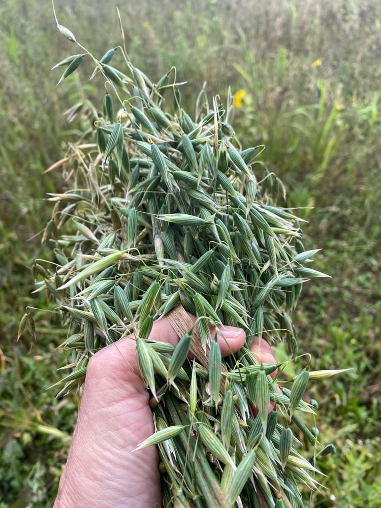 Image of FORAGING WALKS AT BRUERN FARMS