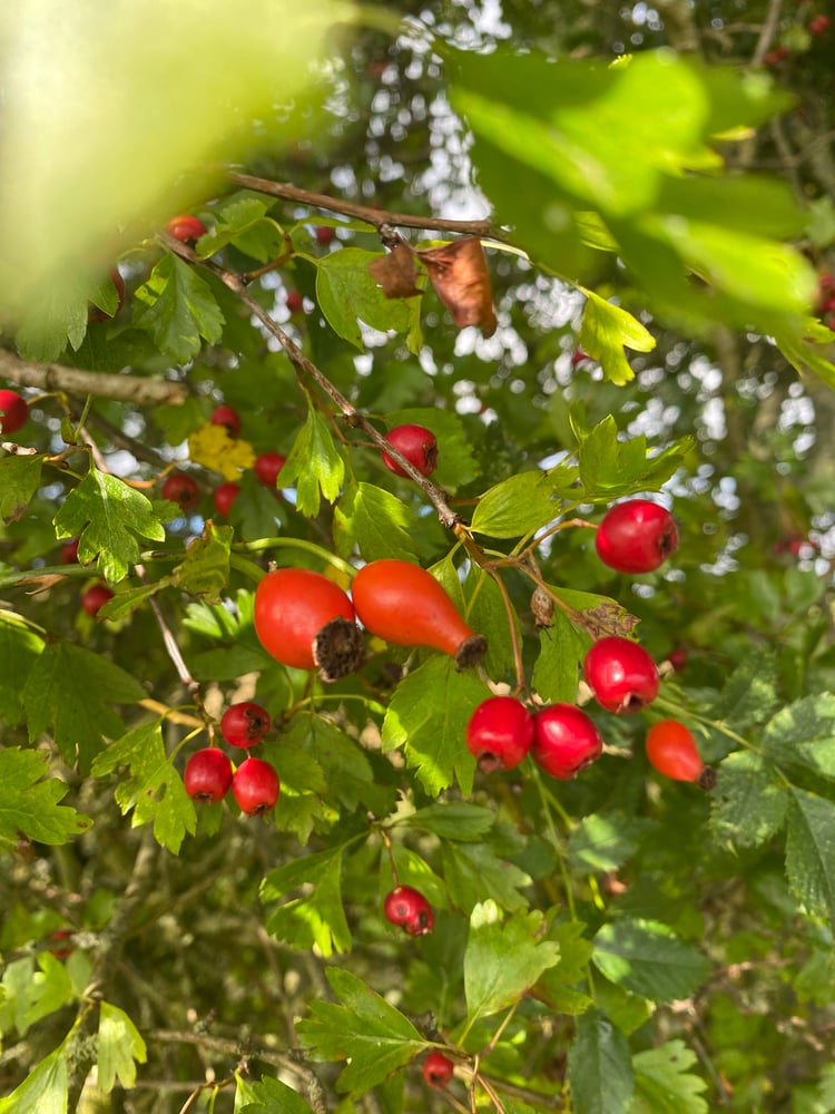 Image of FORAGING WALKS AT BRUERN FARMS
