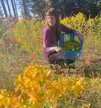 Image 2 of ST. Johns Wort (Fresh Flowers)