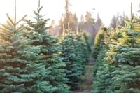 Cupola House Tree Farm Mini Sessions (Outdoor)