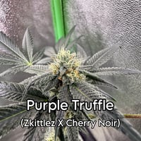 Purple Truffle (Regular)