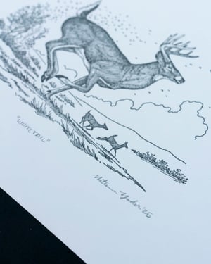 Whitetail, Signed Print